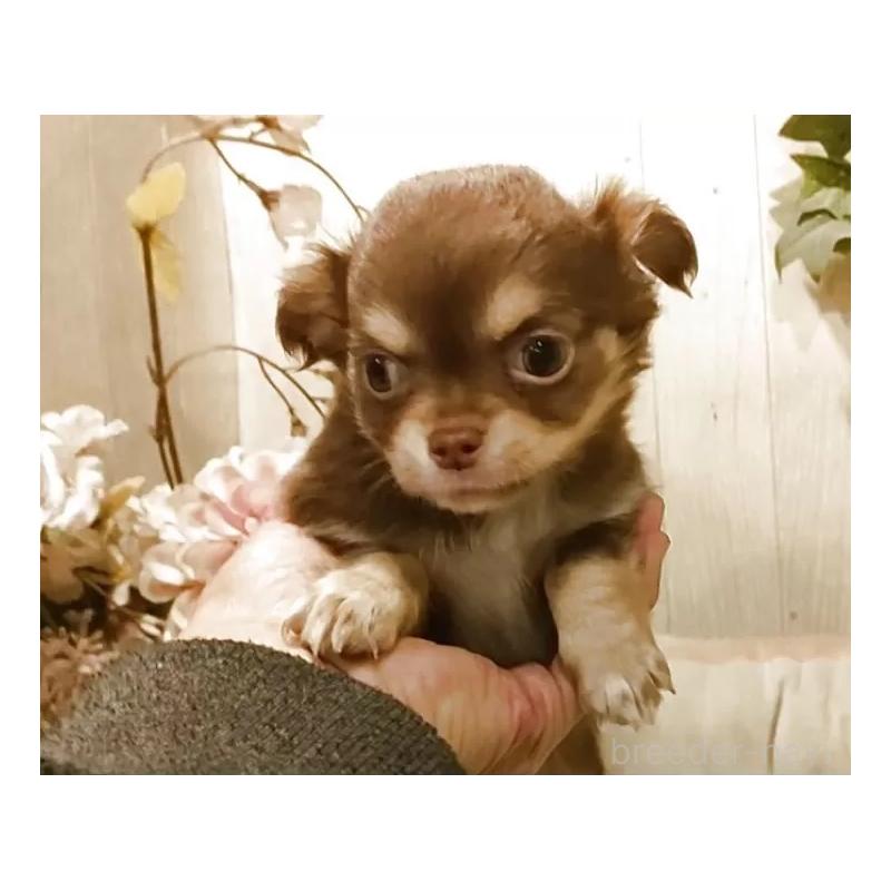 販売中の愛知県のチワワ(ロングコート)-442995の2枚目