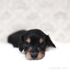 ♀︎カニンヘンダックスフンド(ロングヘアード)