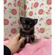 ♀︎チワワ(ロングコート)