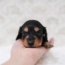 ♀︎カニンヘンダックスフンド(ロングヘアード)