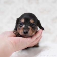 ♀︎カニンヘンダックスフンド(ロングヘアード)