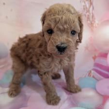 ♀︎ティーカッププードル