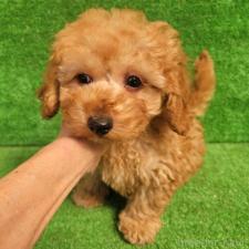 ♀︎タイニープードル