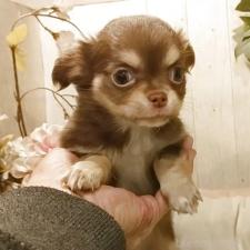 オンライン見学