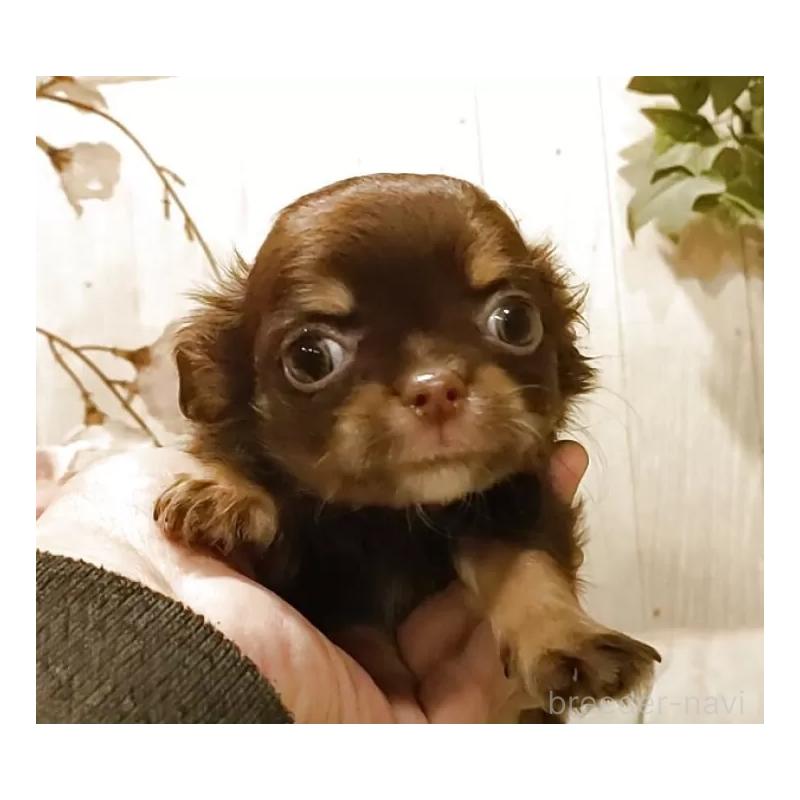 販売中の愛知県のチワワ(ロングコート)-442996の6枚目