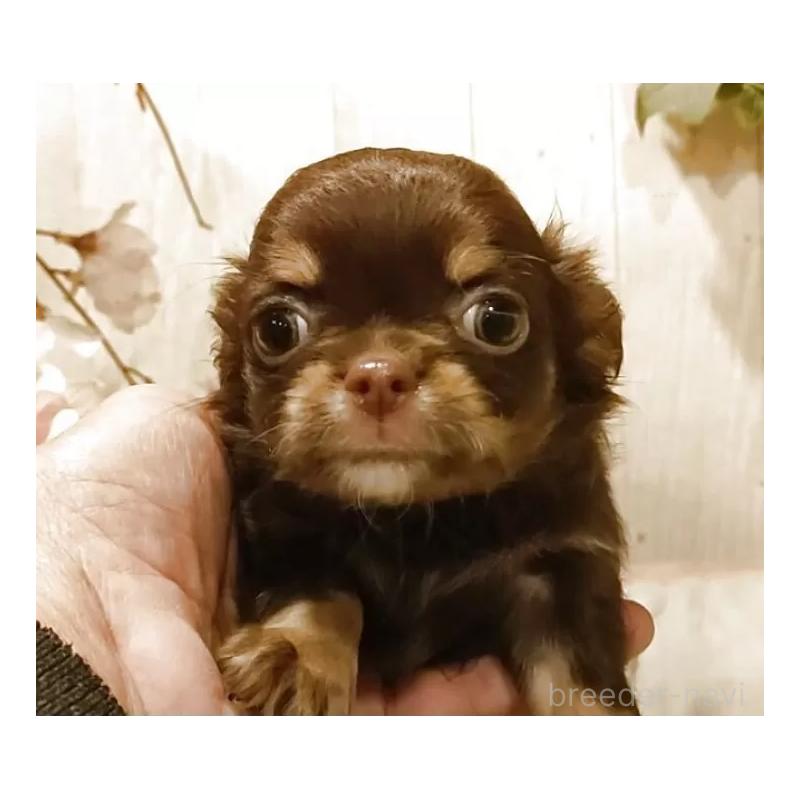 販売中の愛知県のチワワ(ロングコート)-442996の5枚目