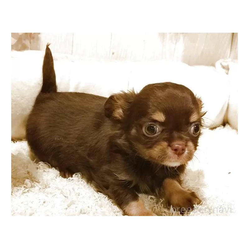 販売中の愛知県のチワワ(ロングコート)-442996の4枚目