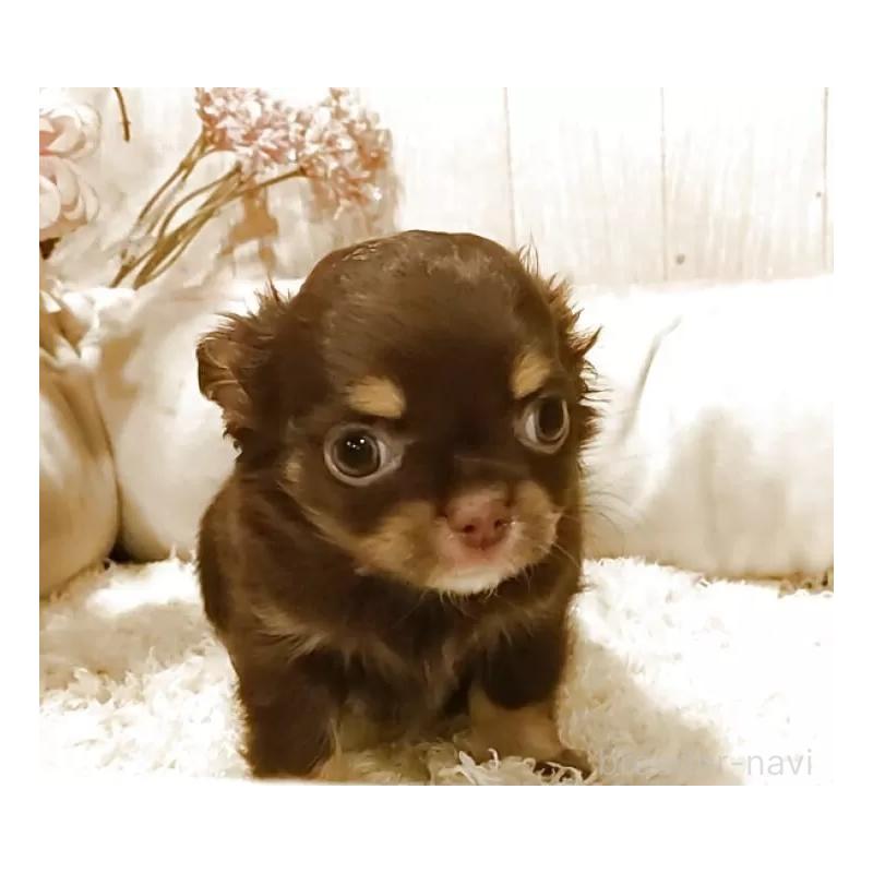 販売中の愛知県のチワワ(ロングコート)-442996の3枚目