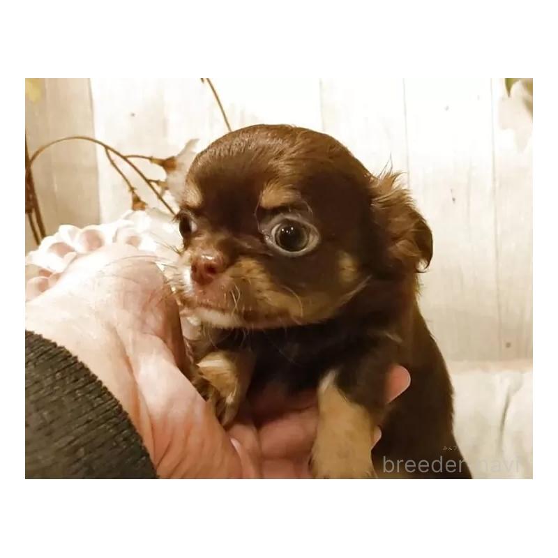 販売中の愛知県のチワワ(ロングコート)-442996の2枚目