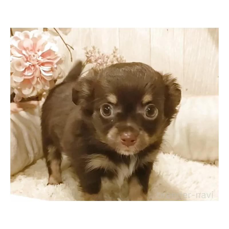 販売中の愛知県のチワワ(ロングコート)-442997の6枚目