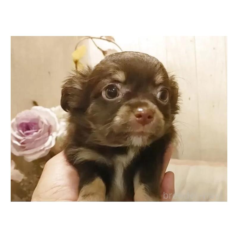 販売中の愛知県のチワワ(ロングコート)-442997の5枚目