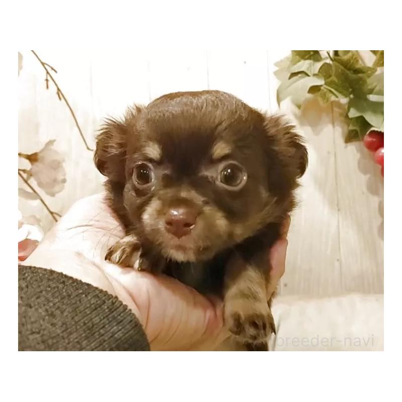 販売中の愛知県のチワワ(ロングコート)-442997の4枚目