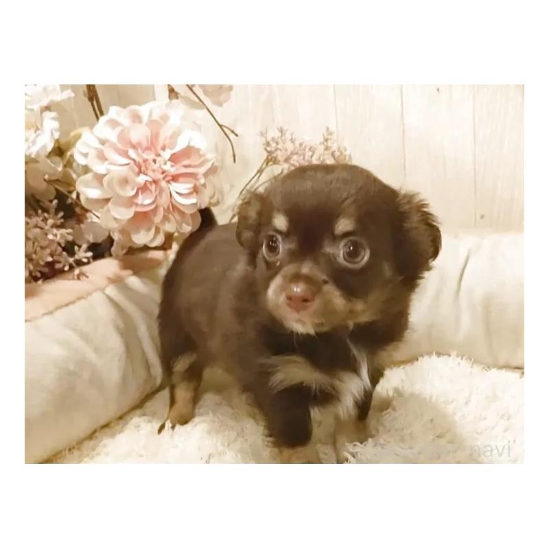 販売中の愛知県のチワワ(ロングコート)-442997の3枚目