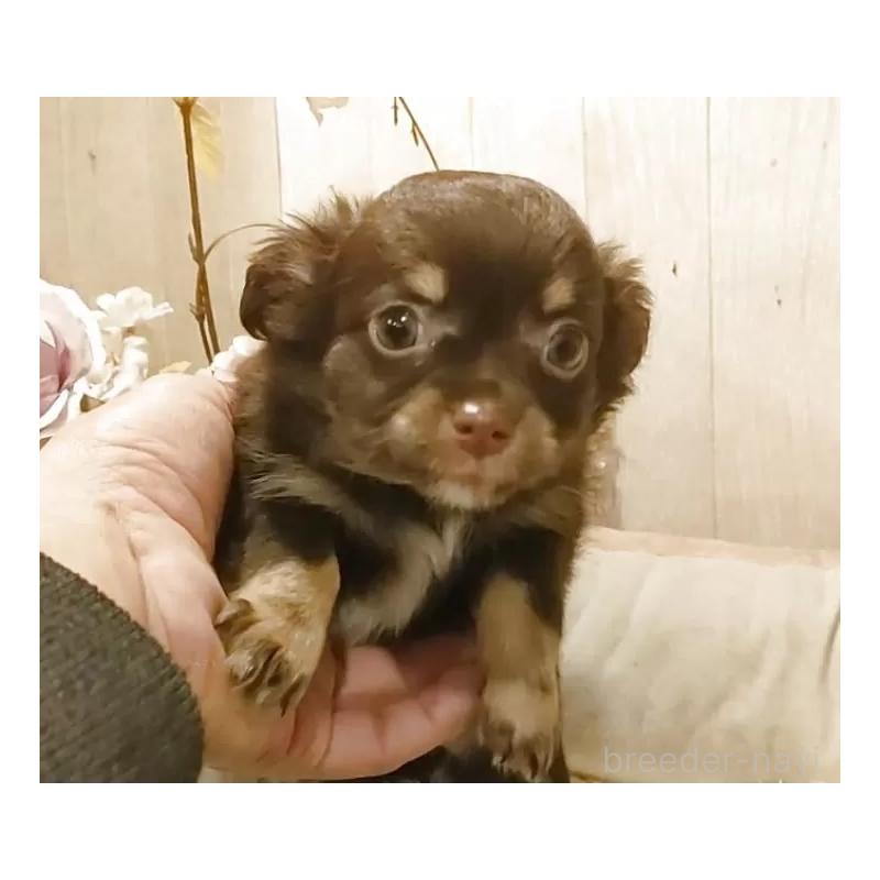 販売中の愛知県のチワワ(ロングコート)-442997の2枚目