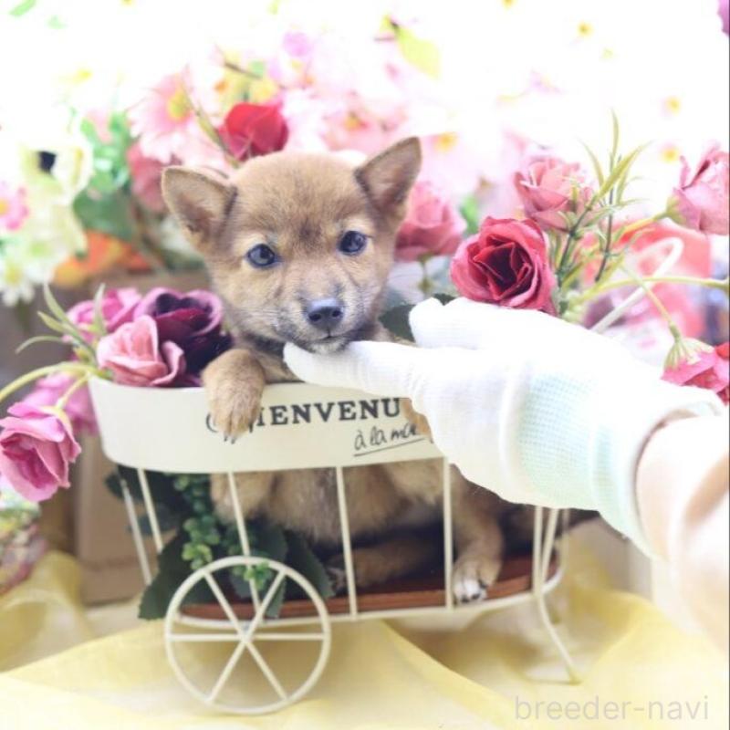 販売中の東京都の豆柴-413608の7枚目