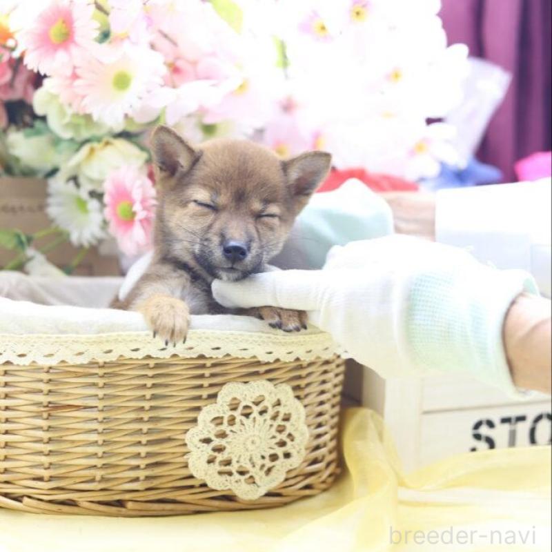 販売中の東京都の豆柴-413608の6枚目