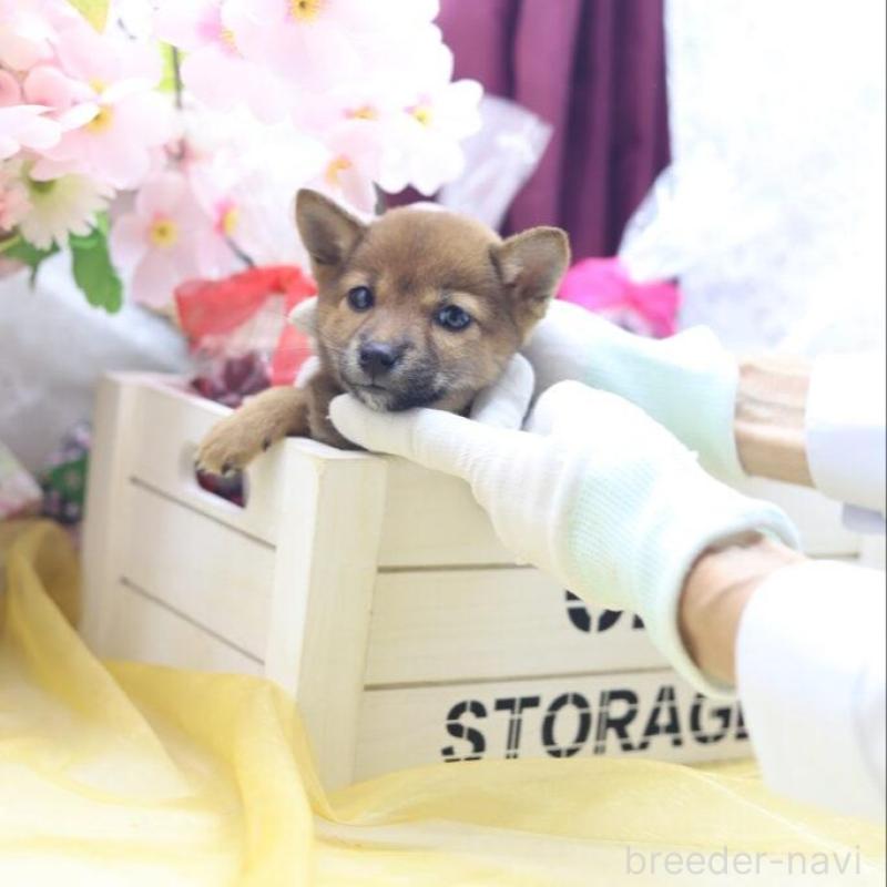 販売中の東京都の豆柴-413608の4枚目