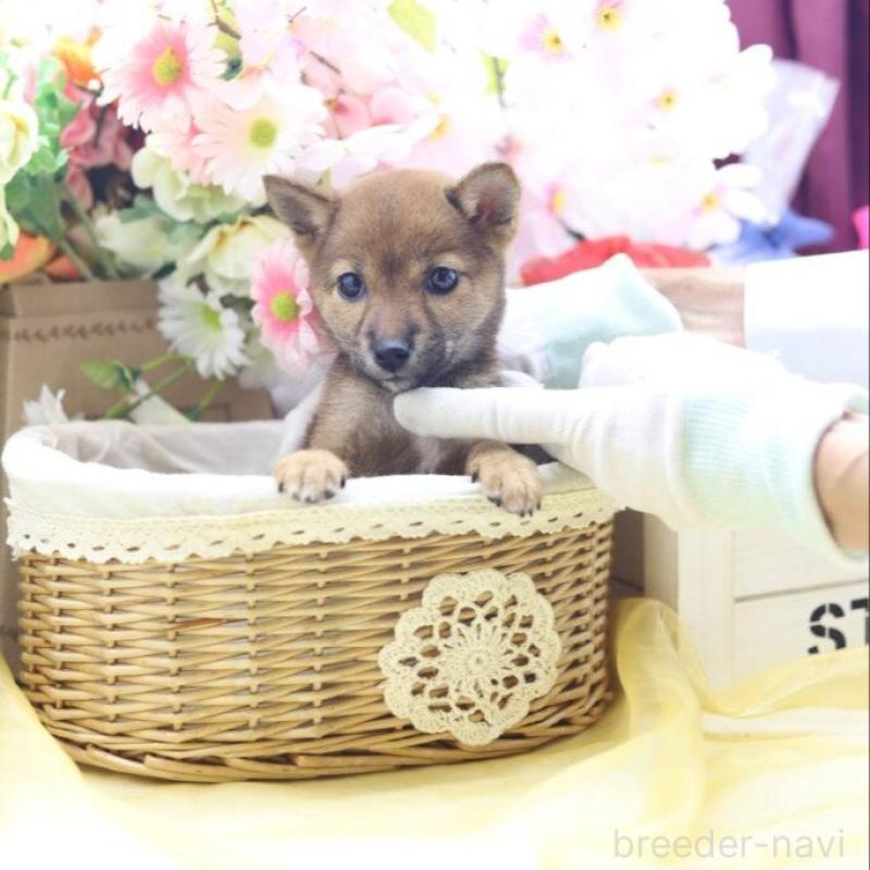 販売中の東京都の豆柴-413608の3枚目