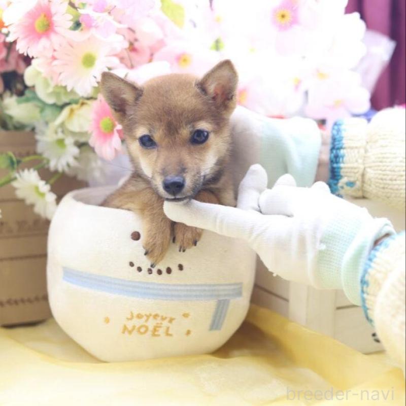 販売中の東京都の豆柴-413608の2枚目