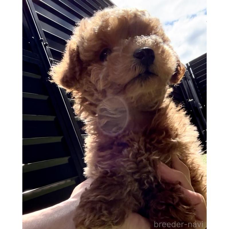 販売中の奈良県のタイニープードル-446944の8枚目