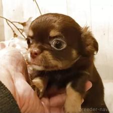 ♀︎チワワ(ロングコート)