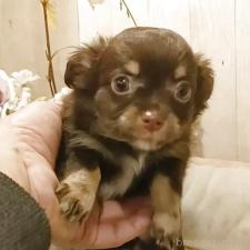 ♀︎チワワ(ロングコート)