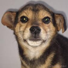 ♀︎ミックス犬