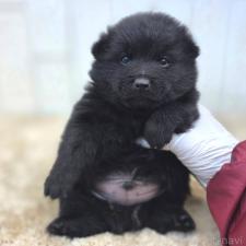 ♀︎スキッパーキ