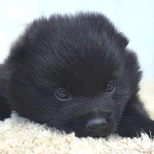 ♀︎スキッパーキ