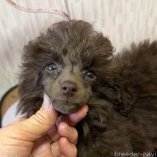 ♀︎ティーカッププードル