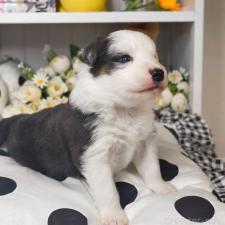 ♀︎ボーダーコリー