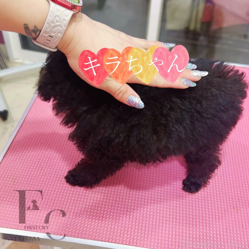 成約済の栃木県のティーカッププードル-437784の3枚目