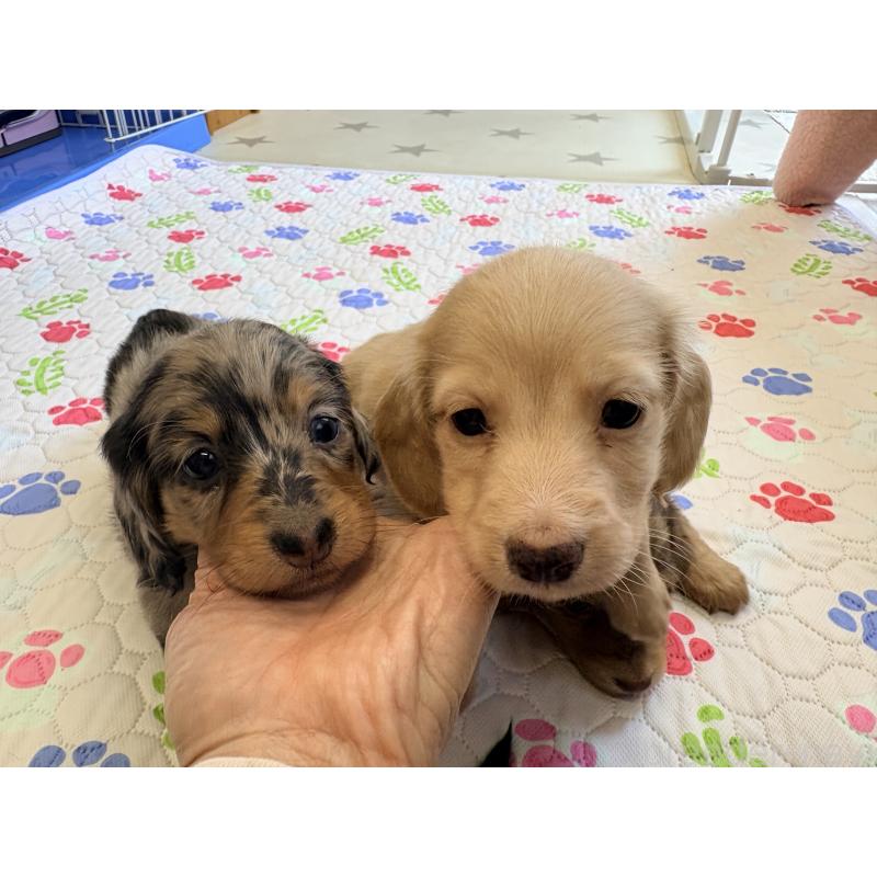 販売中の千葉県のミニチュアダックスフンド(ロングヘアード)-446513の20枚目