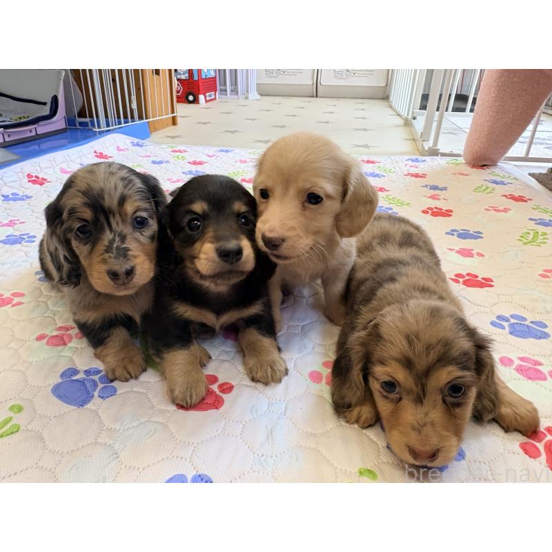 販売中の千葉県のミニチュアダックスフンド(ロングヘアード)-446513の19枚目