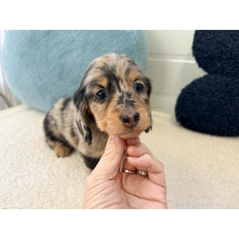 販売中の千葉県のミニチュアダックスフンド(ロングヘアード)-446513の18枚目