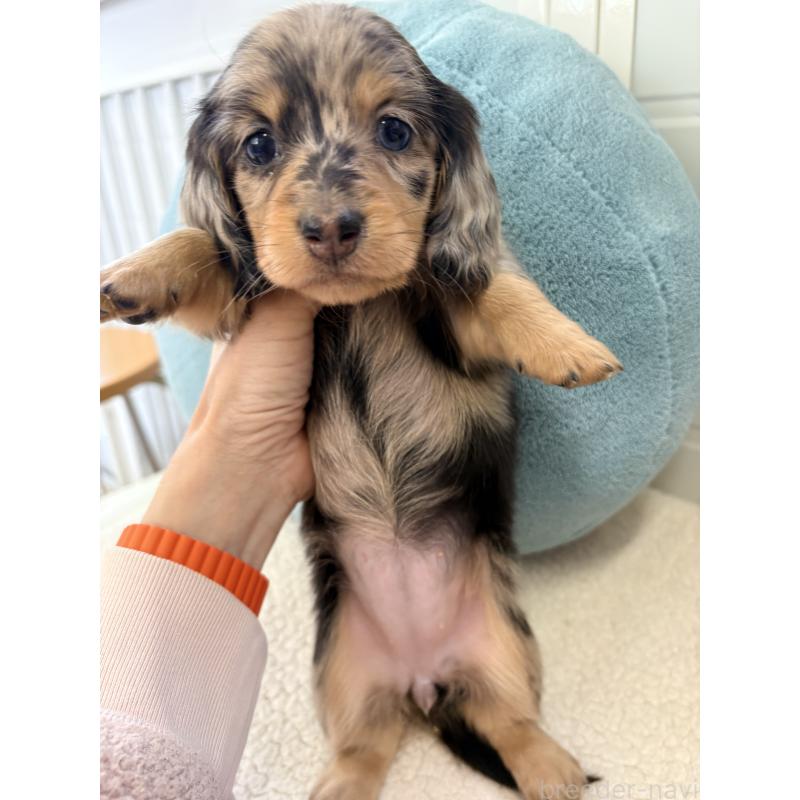 販売中の千葉県のミニチュアダックスフンド(ロングヘアード)-446513の17枚目