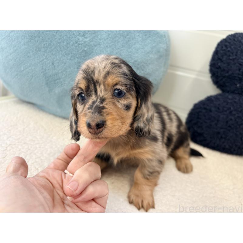 販売中の千葉県のミニチュアダックスフンド(ロングヘアード)-446513の16枚目