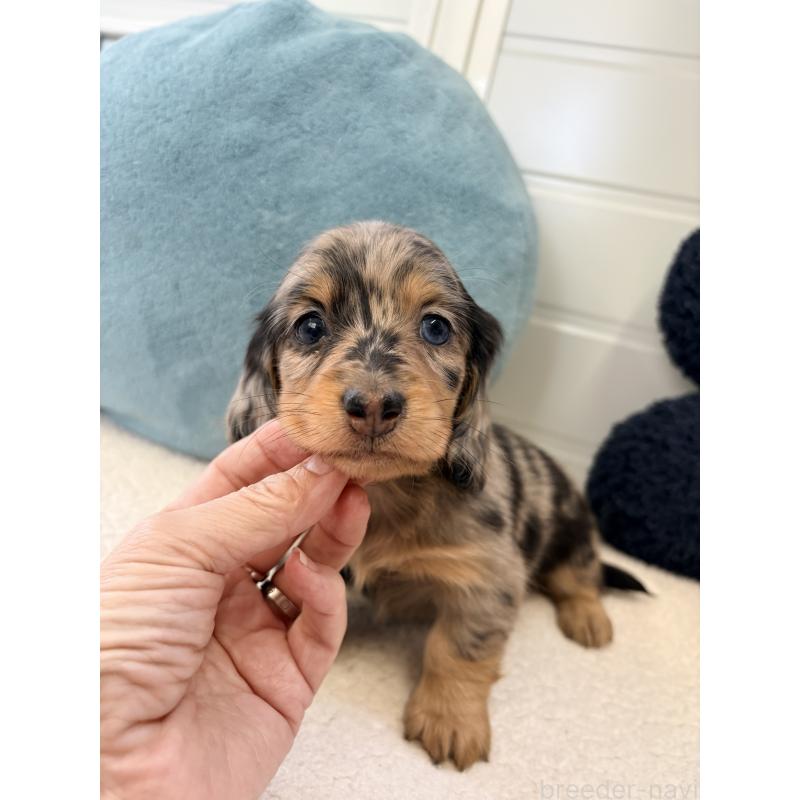 販売中の千葉県のミニチュアダックスフンド(ロングヘアード)-446513の15枚目