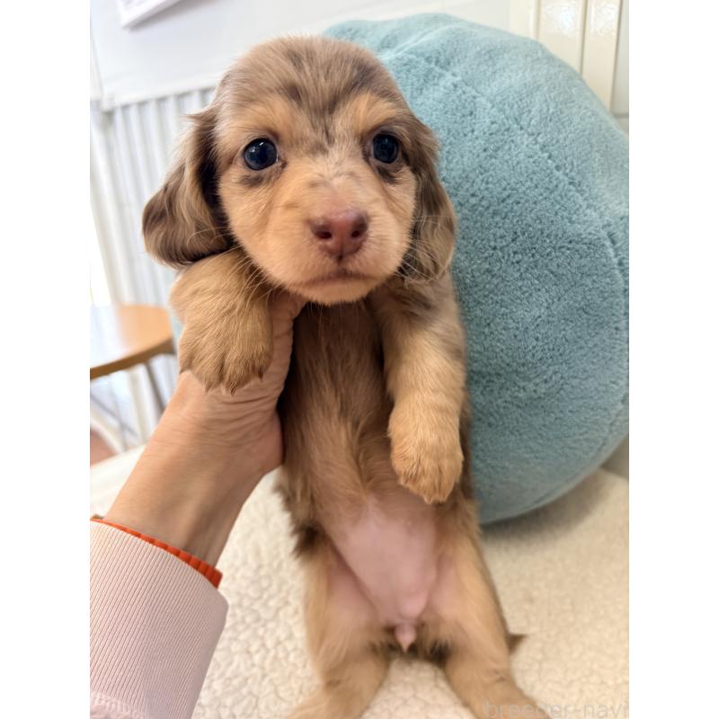 販売中の千葉県のミニチュアダックスフンド(ロングヘアード)-446512の20枚目