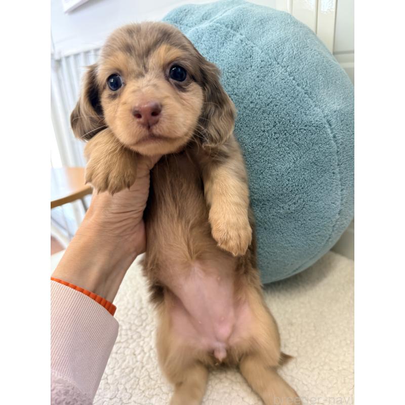 販売中の千葉県のミニチュアダックスフンド(ロングヘアード)-446512の19枚目