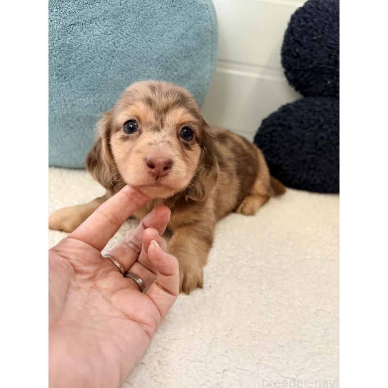 販売中の千葉県のミニチュアダックスフンド(ロングヘアード)-446512の18枚目