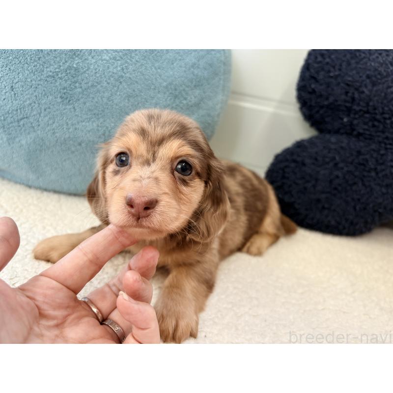 販売中の千葉県のミニチュアダックスフンド(ロングヘアード)-446512の17枚目