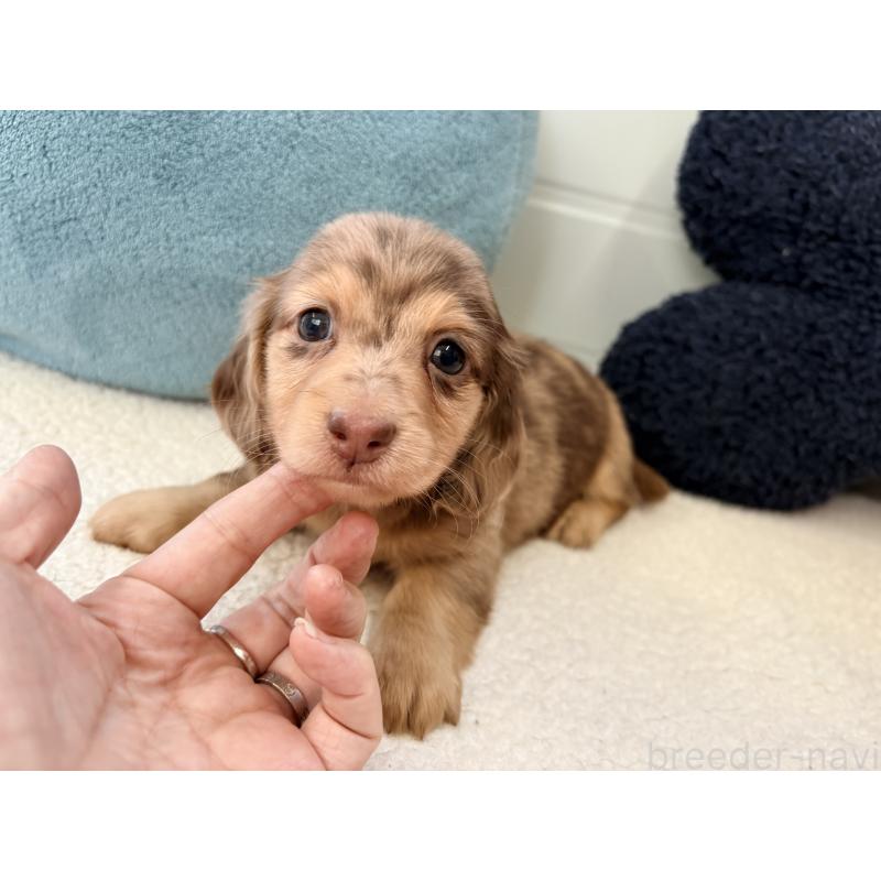 販売中の千葉県のミニチュアダックスフンド(ロングヘアード)-446512の16枚目