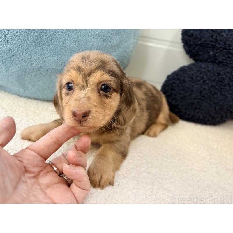 販売中の千葉県のミニチュアダックスフンド(ロングヘアード)-446512の15枚目