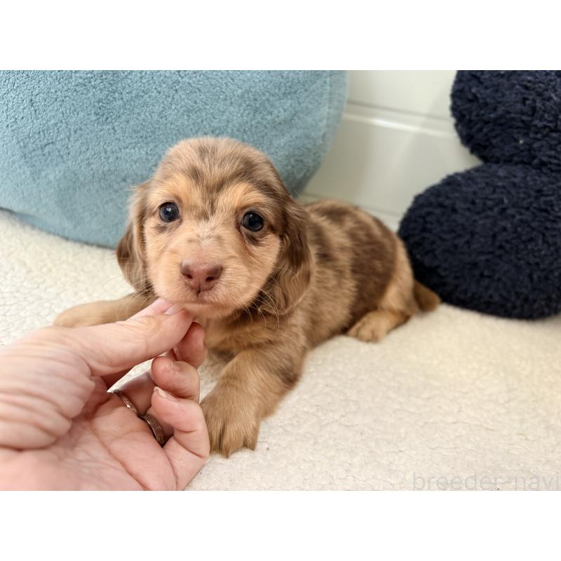 販売中の千葉県のミニチュアダックスフンド(ロングヘアード)-446512の14枚目