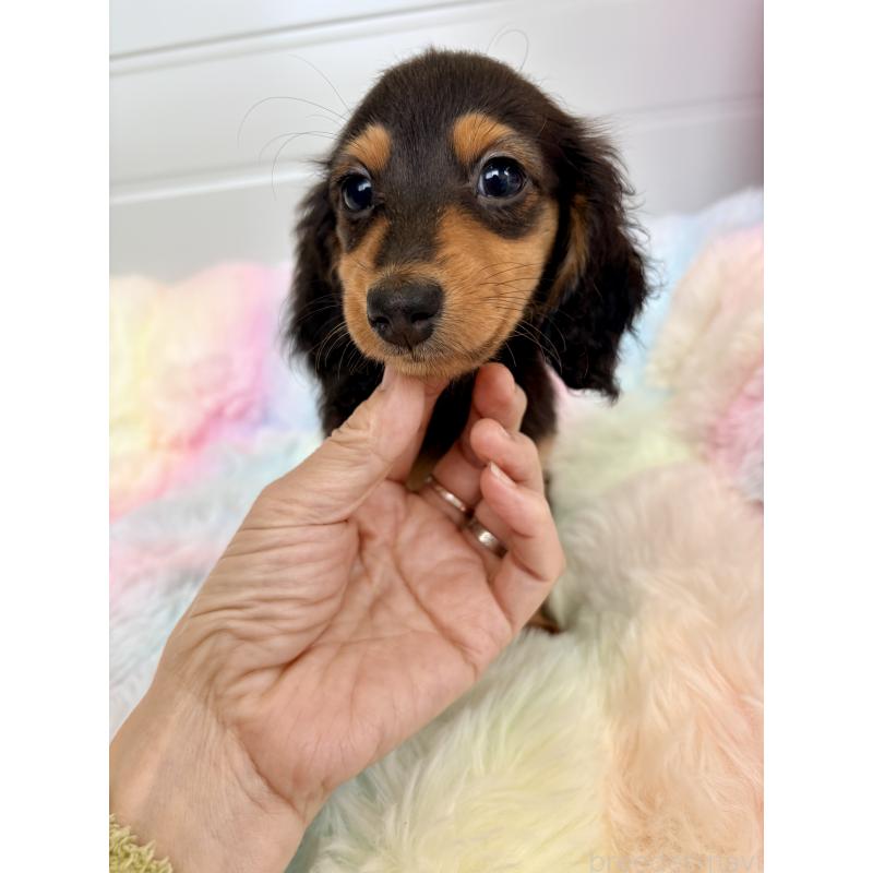 販売中の千葉県のカニンヘンダックスフンド(ロングヘアード)-446511の11枚目