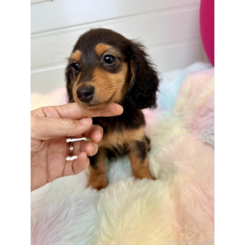 販売中の千葉県のカニンヘンダックスフンド(ロングヘアード)-446511の10枚目