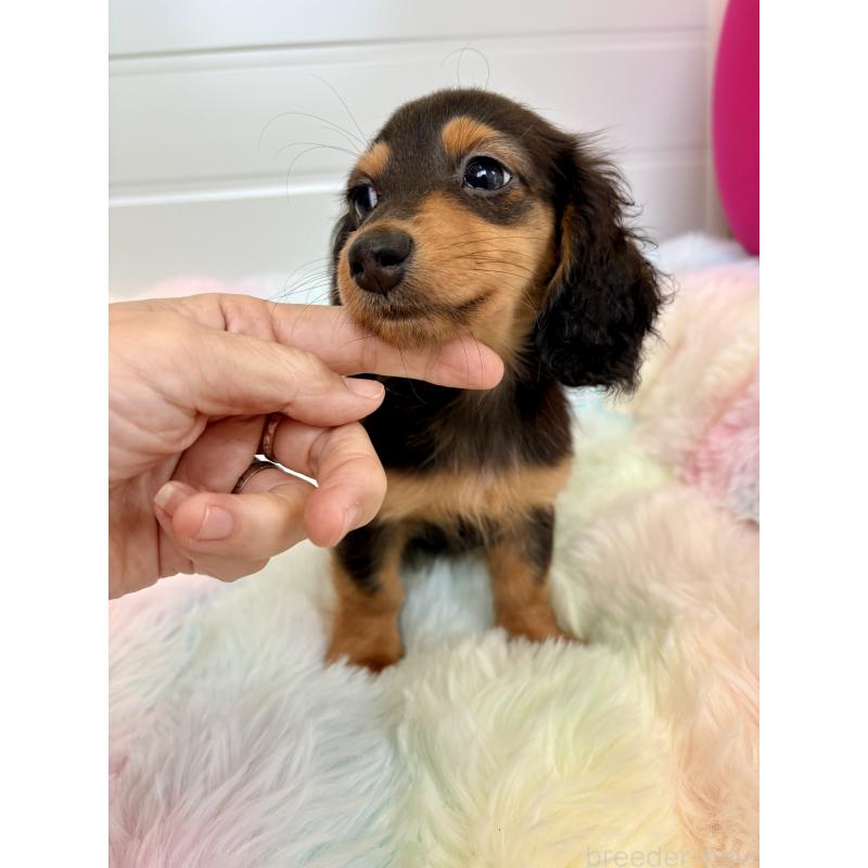 販売中の千葉県のカニンヘンダックスフンド(ロングヘアード)-446511の9枚目