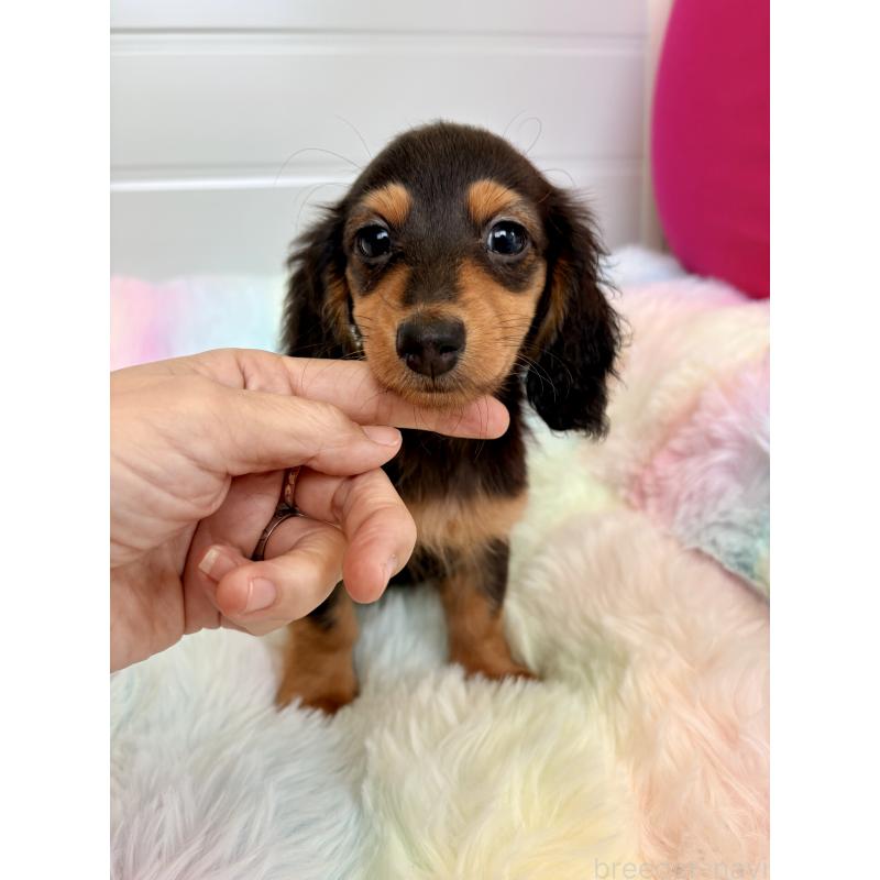 販売中の千葉県のカニンヘンダックスフンド(ロングヘアード)-446511の8枚目