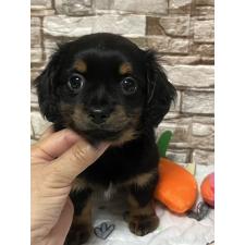 ♀︎チワックス:チワワ×ミニチュアダックスフンド